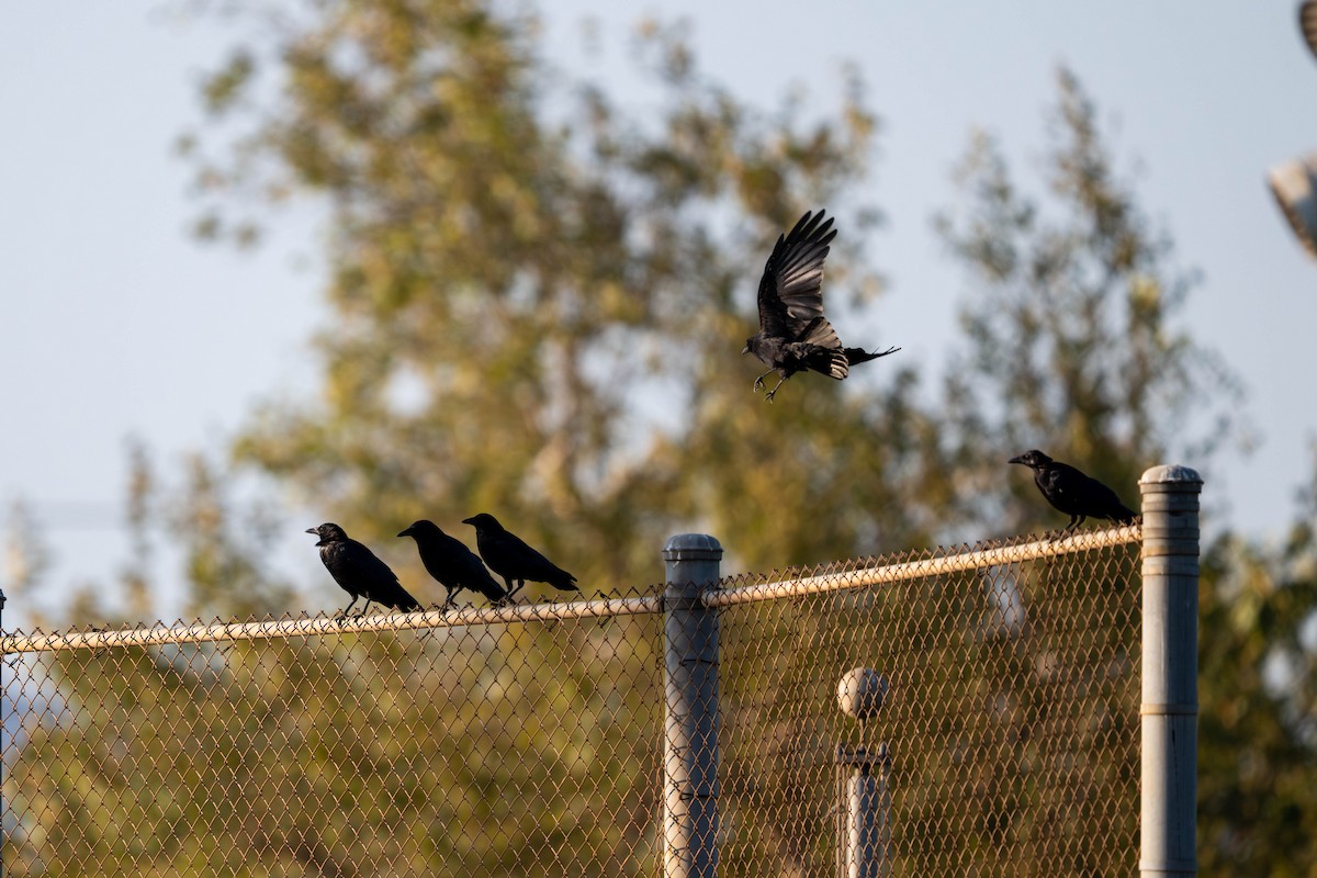 American Crow - ML643531631