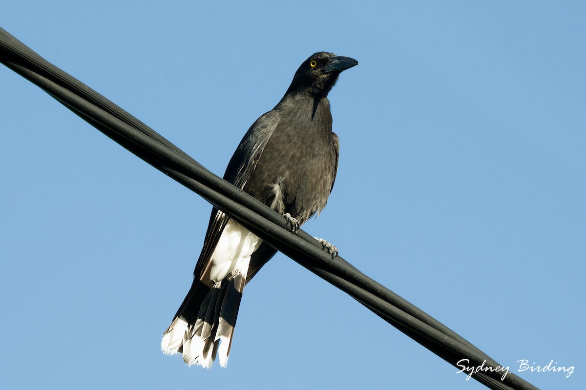 Pied Currawong - ML643531632