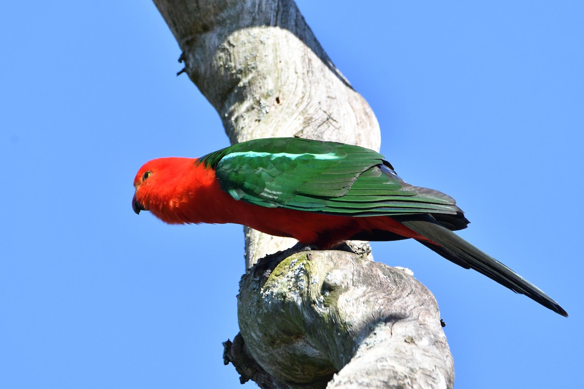 Australian King-Parrot - ML643531633