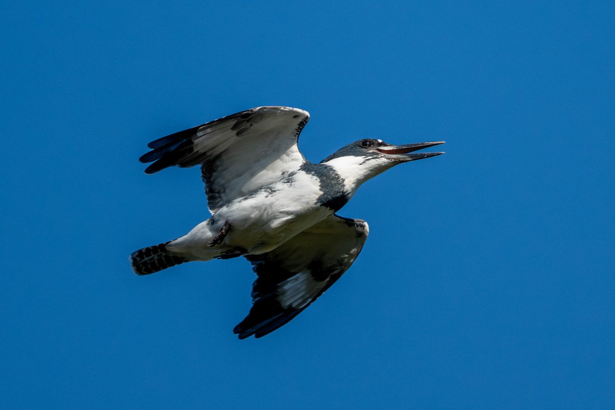 Belted Kingfisher - ML643531634