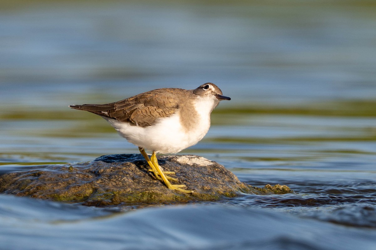 flekksnipe - ML643531647