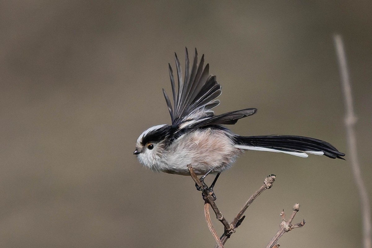 stjertmeis (europaeus gr.) - ML643531649