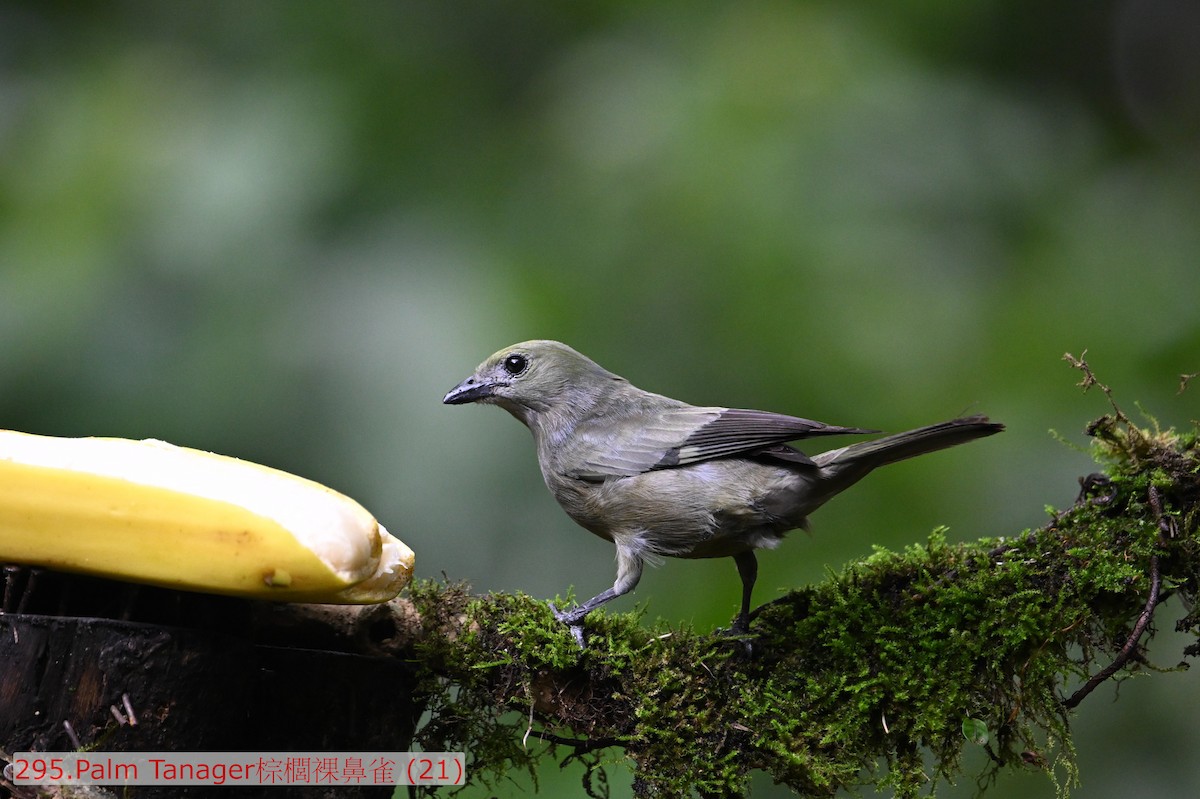 Palm Tanager - ML643531660