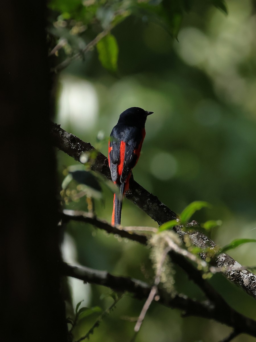 Long-tailed Minivet - ML643531672