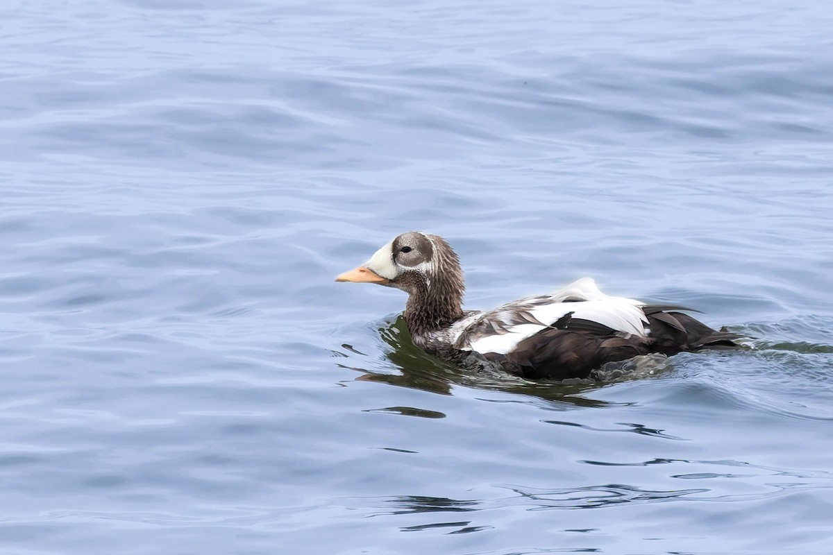 Spectacled Eider - ML643531693