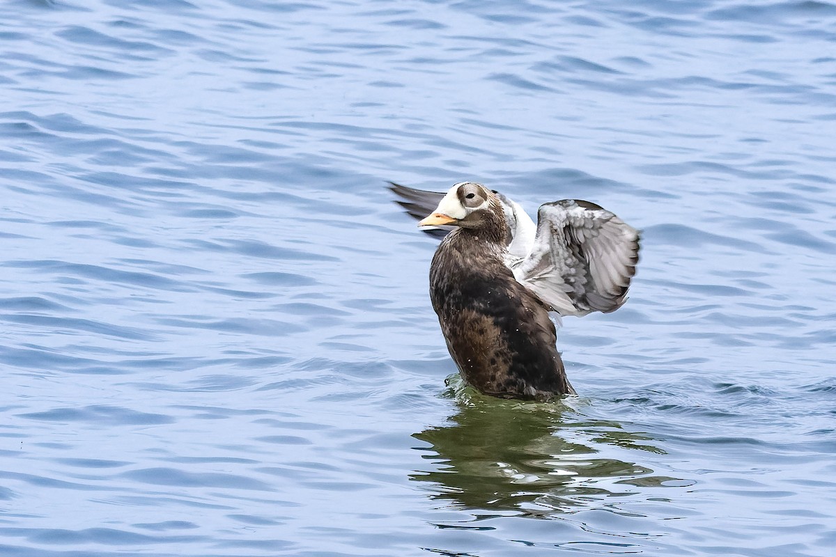 Spectacled Eider - ML643531694