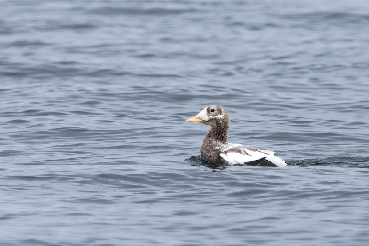 Spectacled Eider - ML643531695