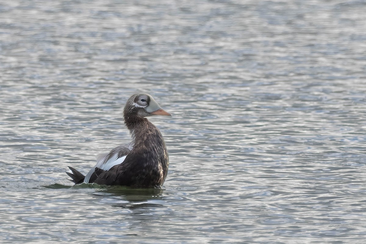Spectacled Eider - ML643531696