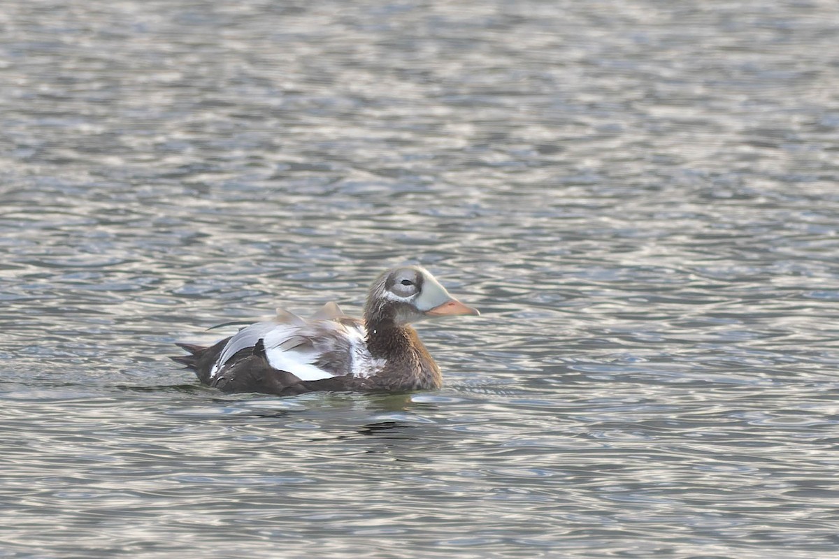 Spectacled Eider - ML643531697