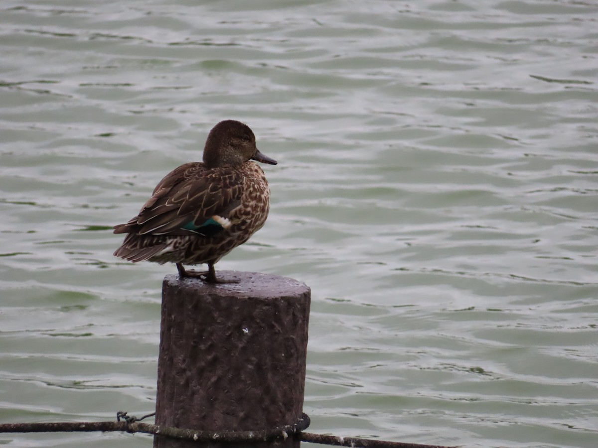 Green-winged Teal - ML643531707
