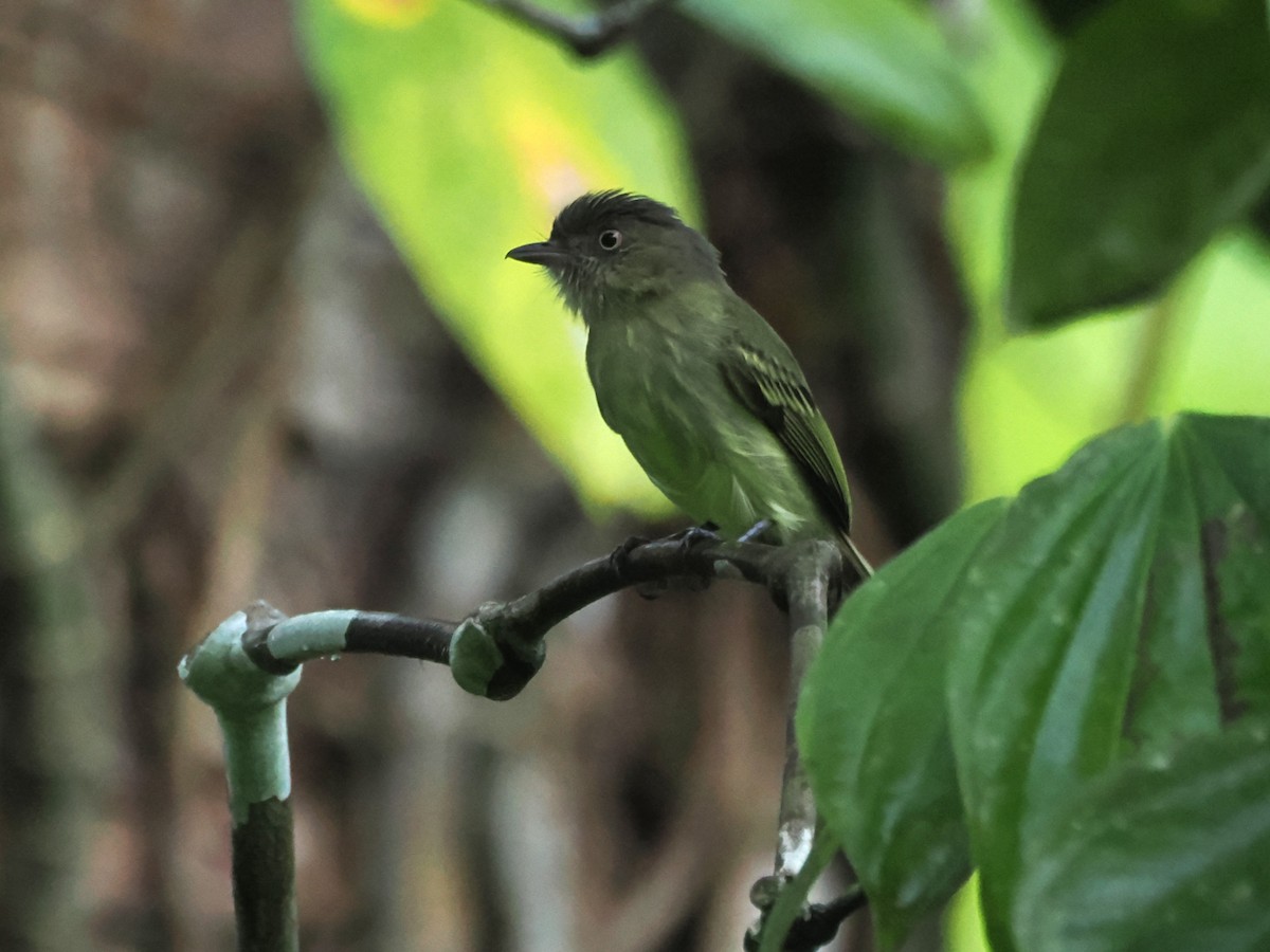 Orange-eyed Flatbill - ML643531714