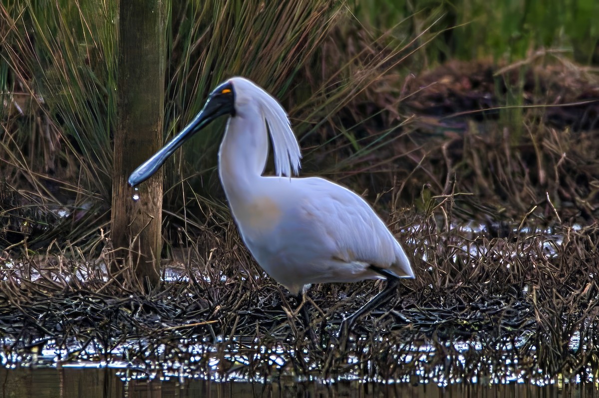 Royal Spoonbill - ML643531715