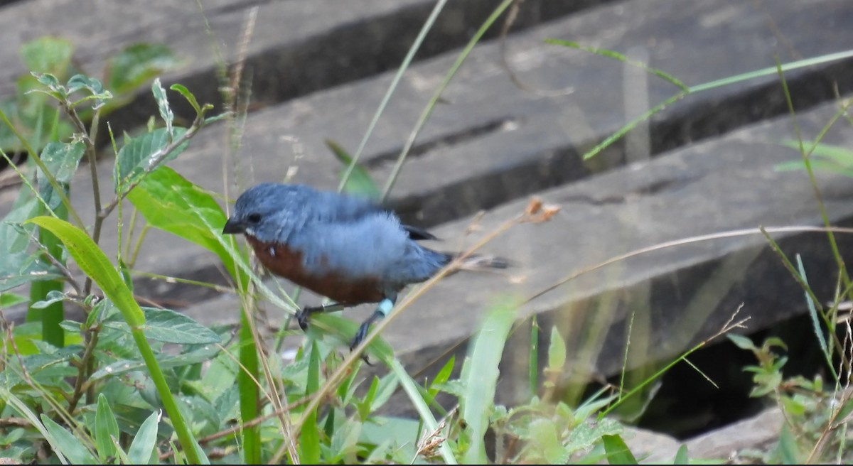 Chestnut-bellied Seedeater - ML643531735