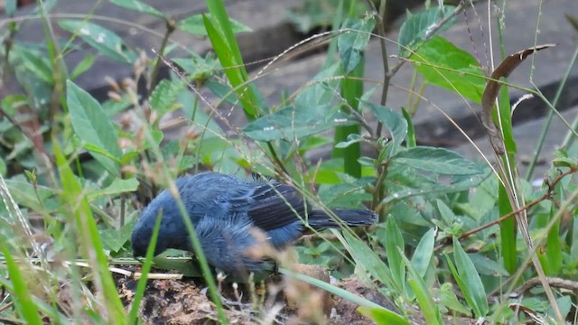 Chestnut-bellied Seedeater - ML643531747