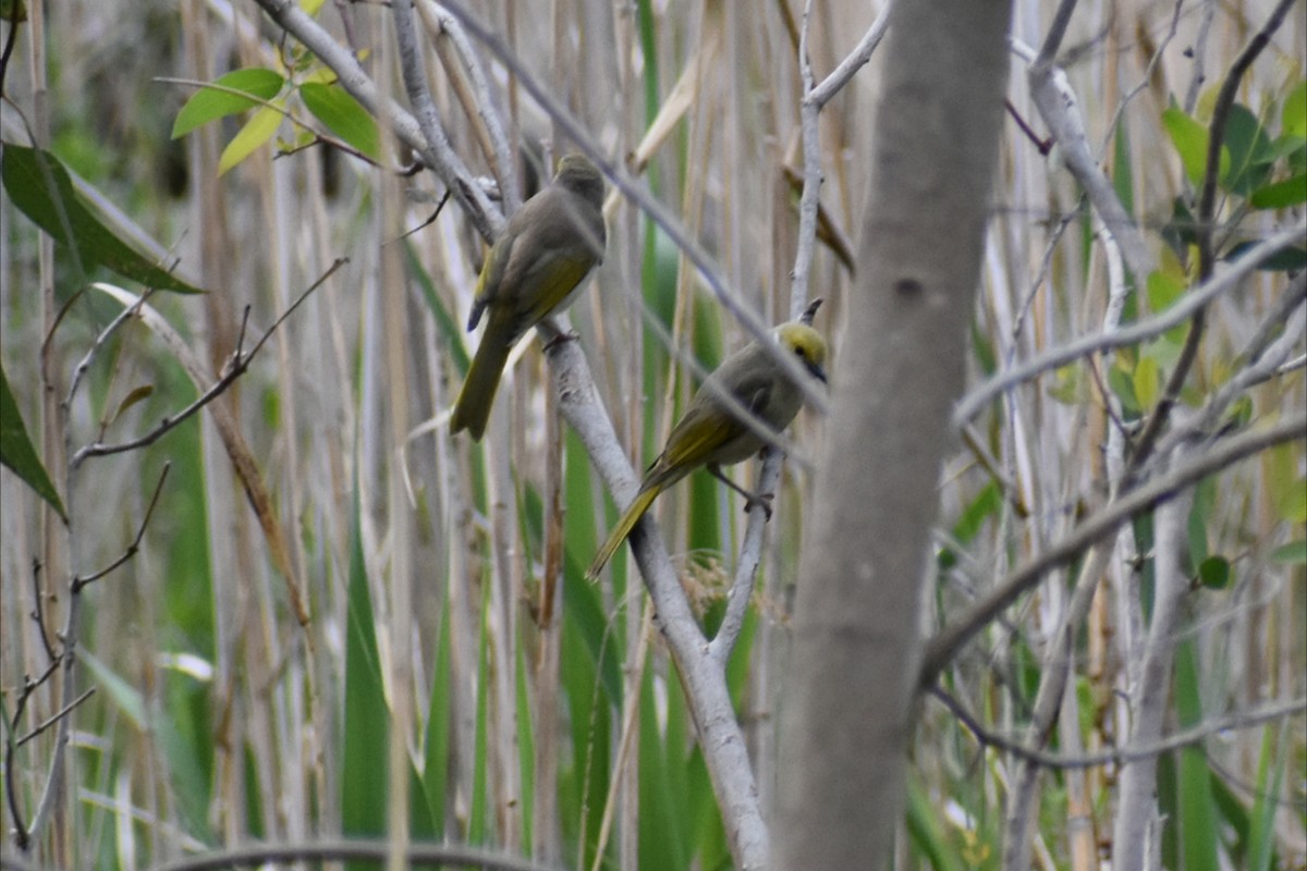 White-plumed Honeyeater - ML643531754
