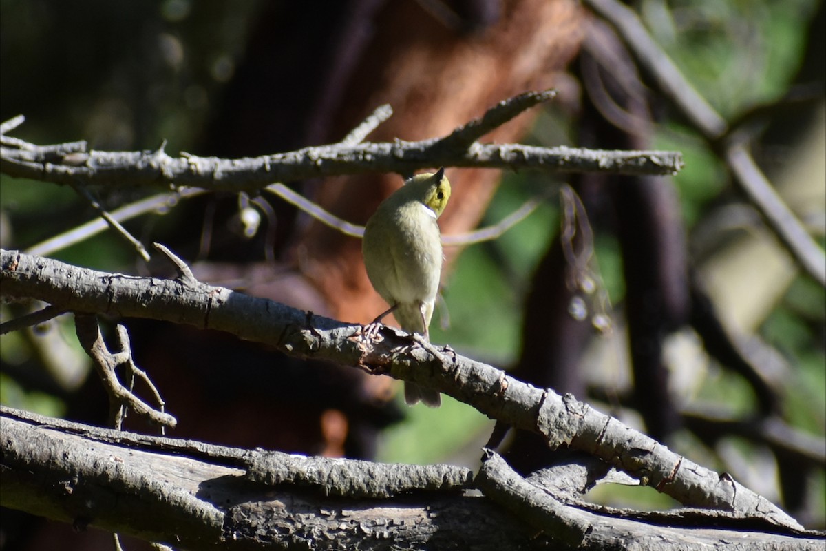White-plumed Honeyeater - ML643531755