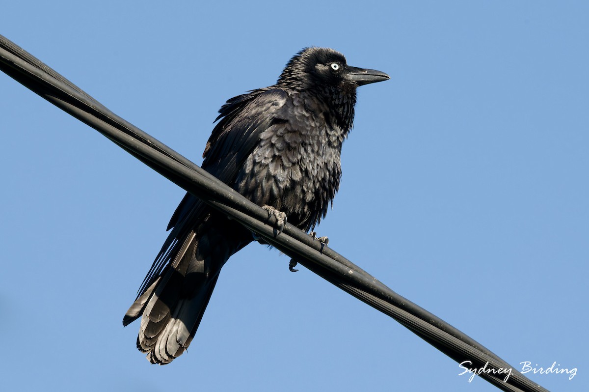 Australian Raven - ML643531756
