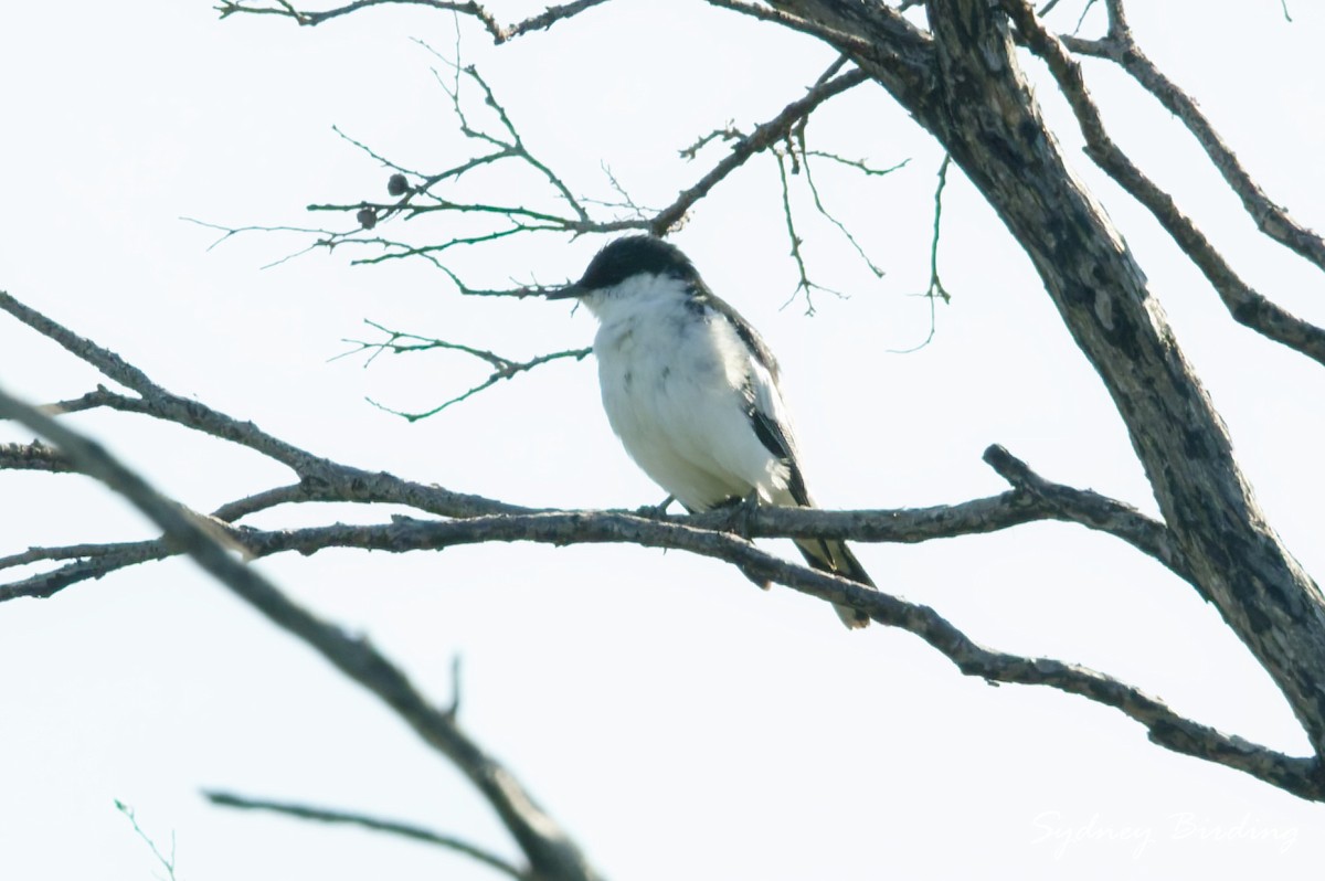 White-winged Triller - ML643531761