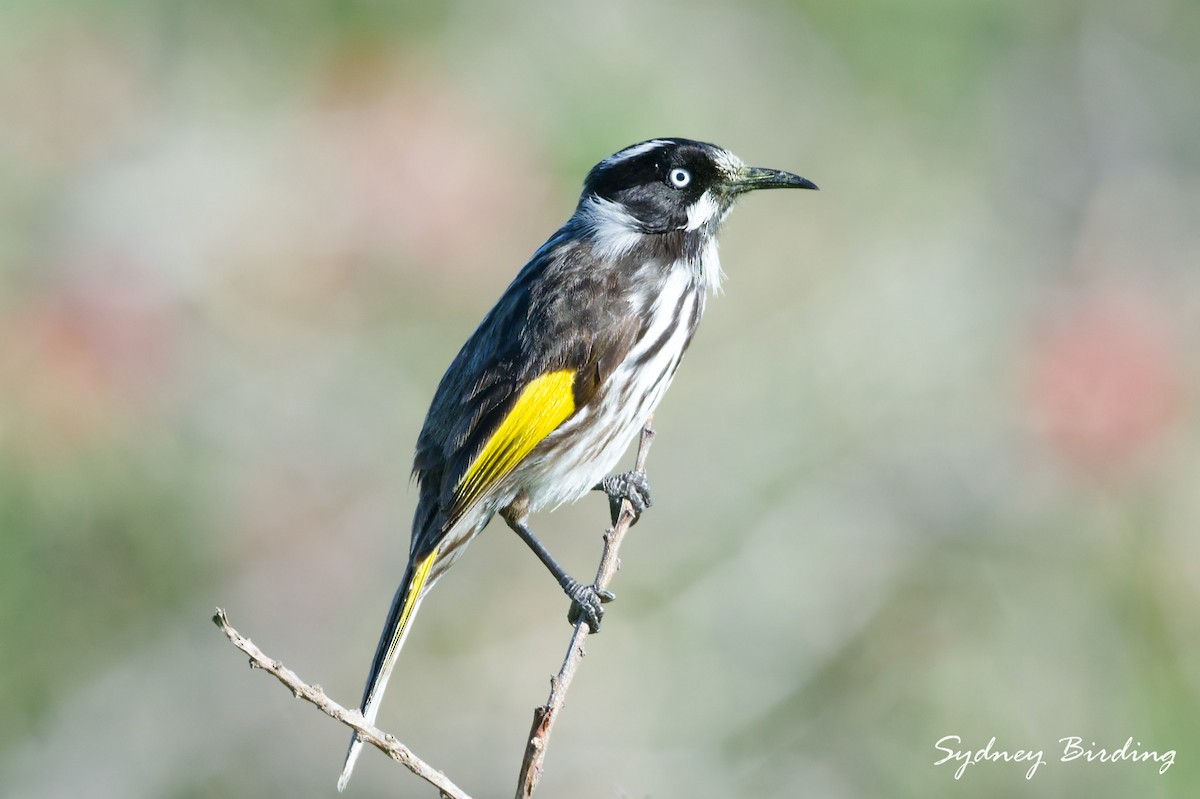 New Holland Honeyeater - ML643531793