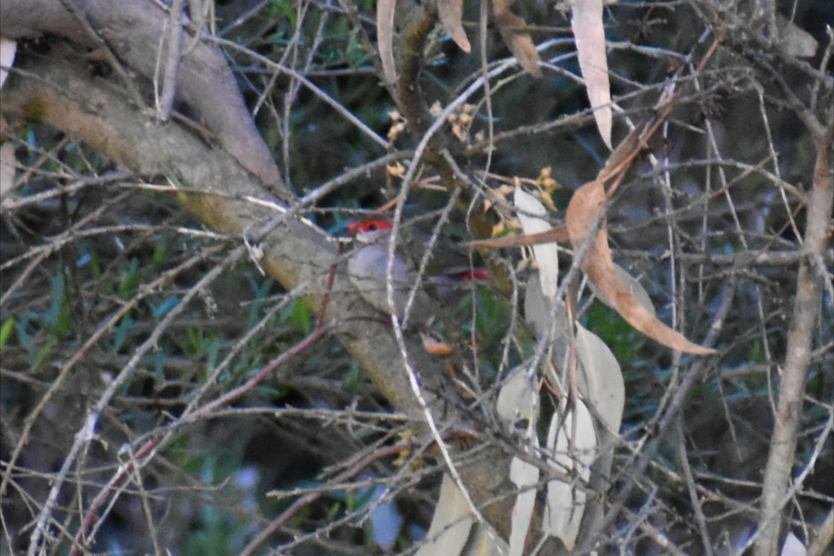 Red-browed Firetail - ML643531800