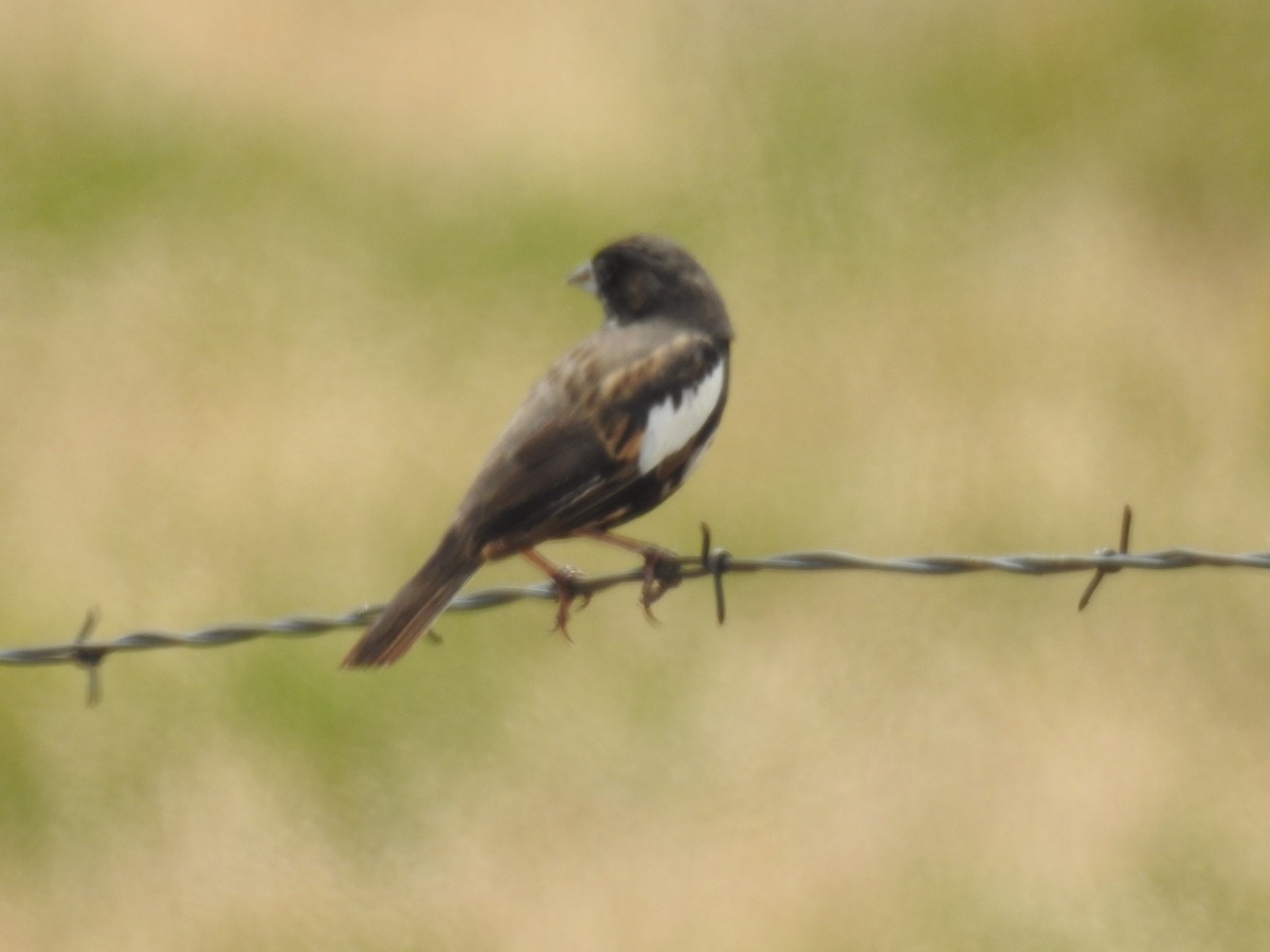 Lark Bunting - ML64353181