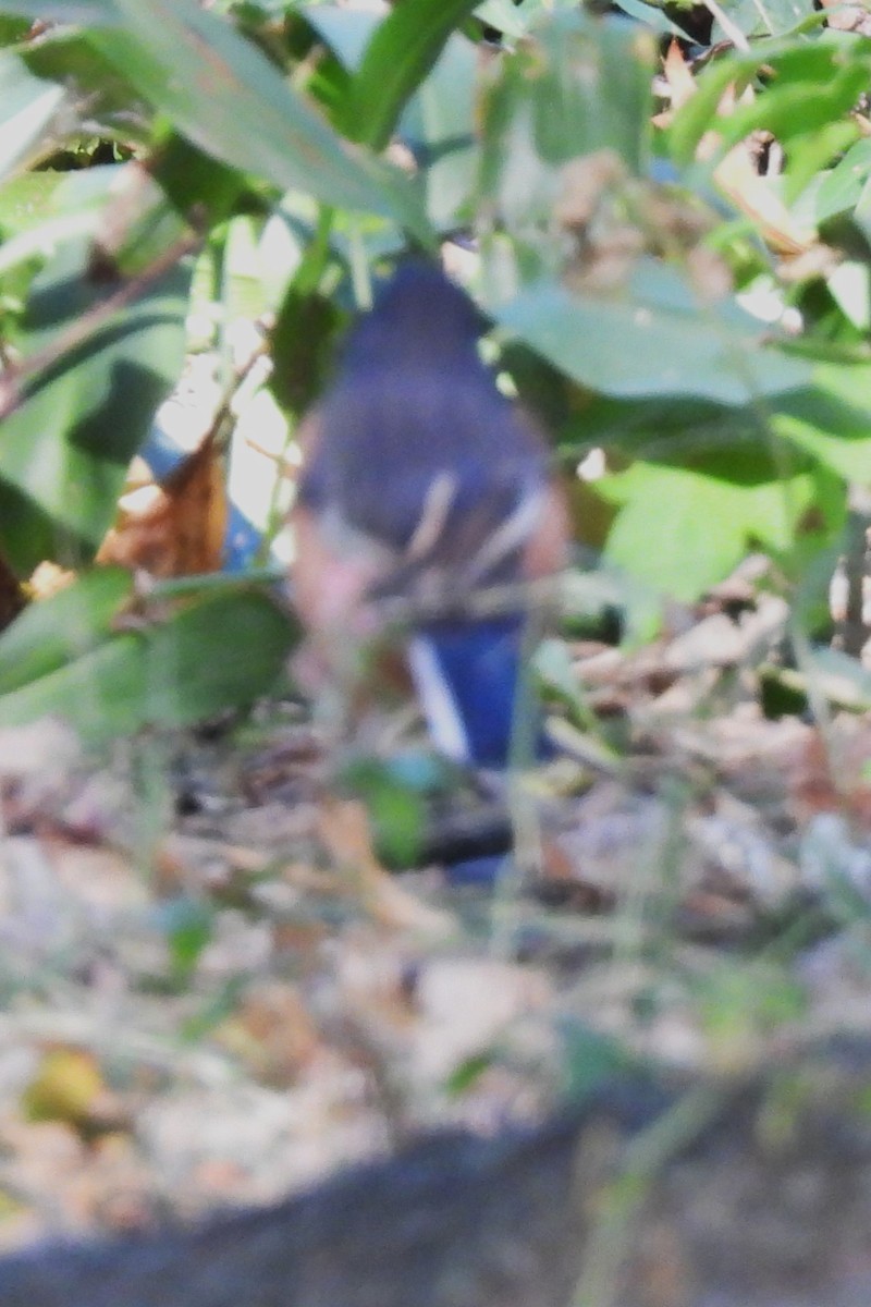 Eastern Towhee - ML643531845