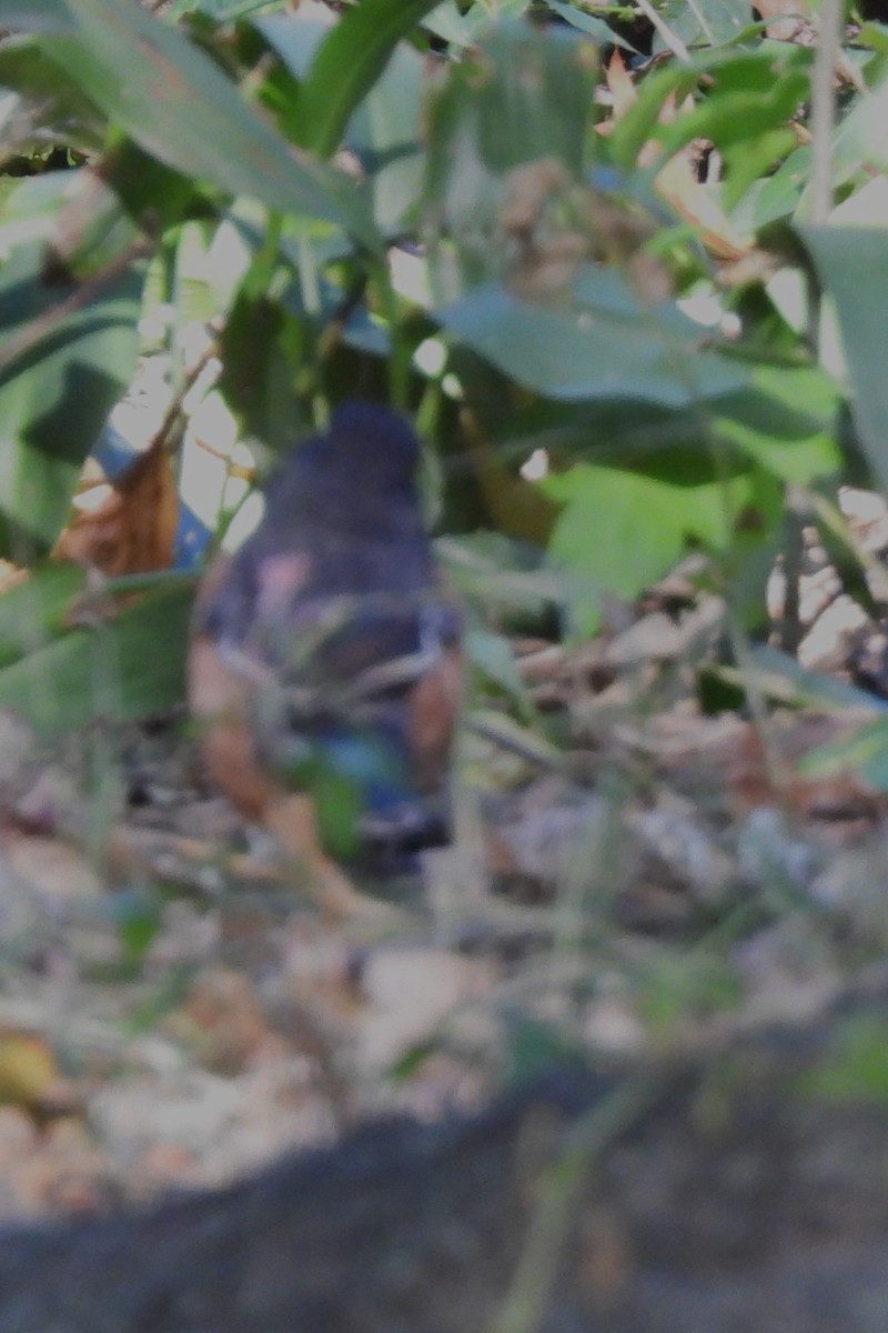 Eastern Towhee - ML643531846