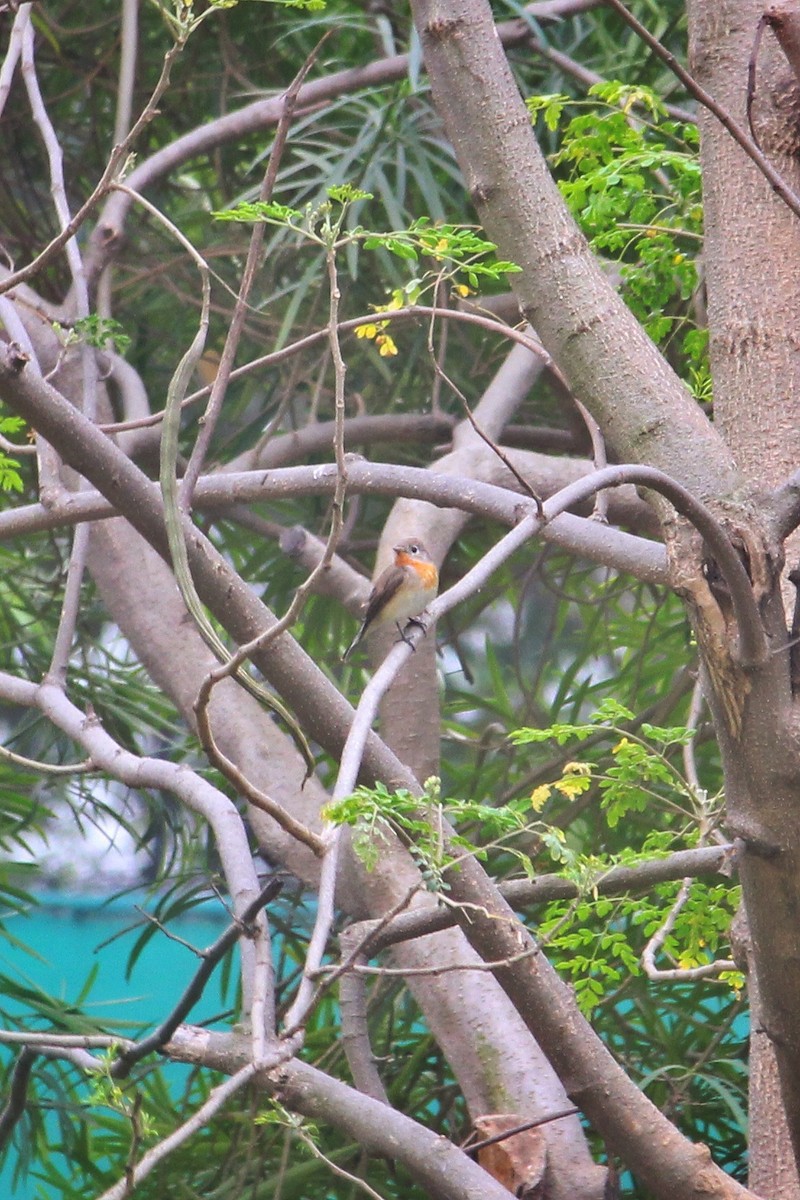 Red-breasted Flycatcher - ML643531869