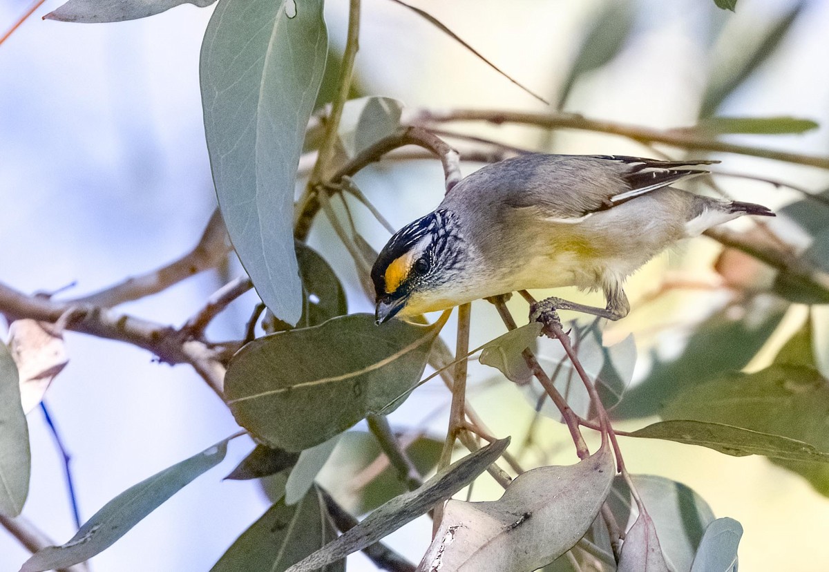Striated Pardalote - ML643531910