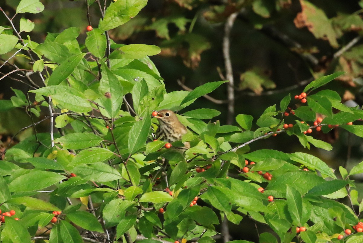 Hermit Thrush - ML643531916