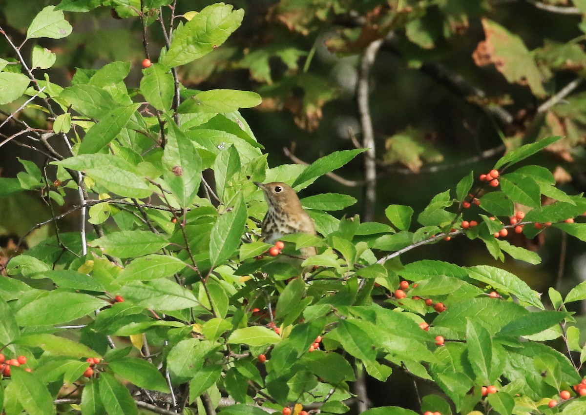Hermit Thrush - ML643531920