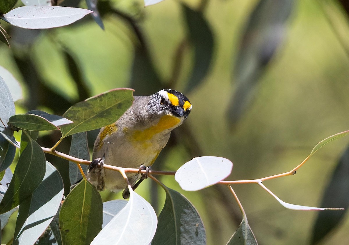 Striated Pardalote - ML643531921