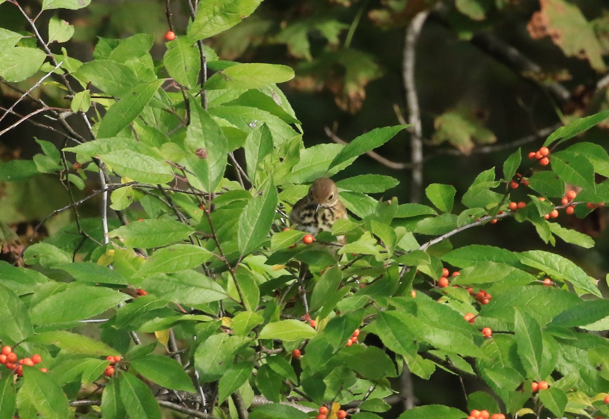Hermit Thrush - ML643531923