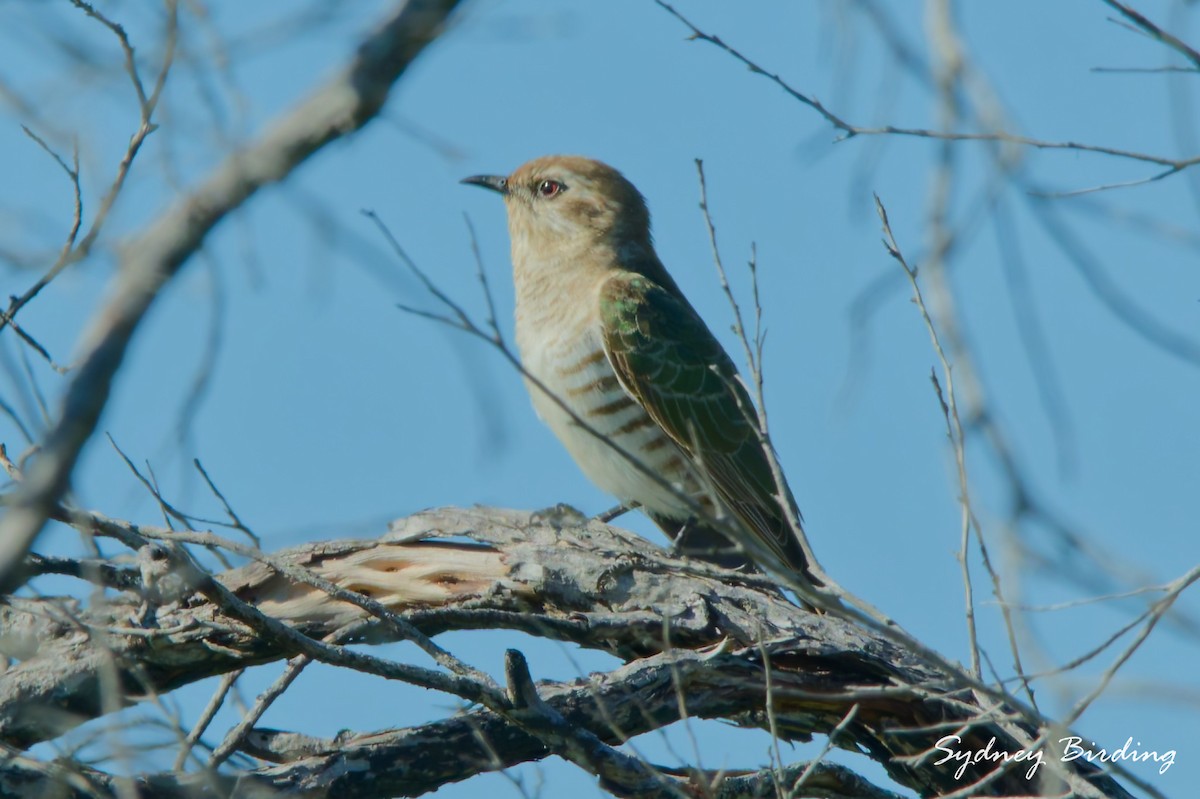 Horsfield's Bronze-Cuckoo - ML643531924