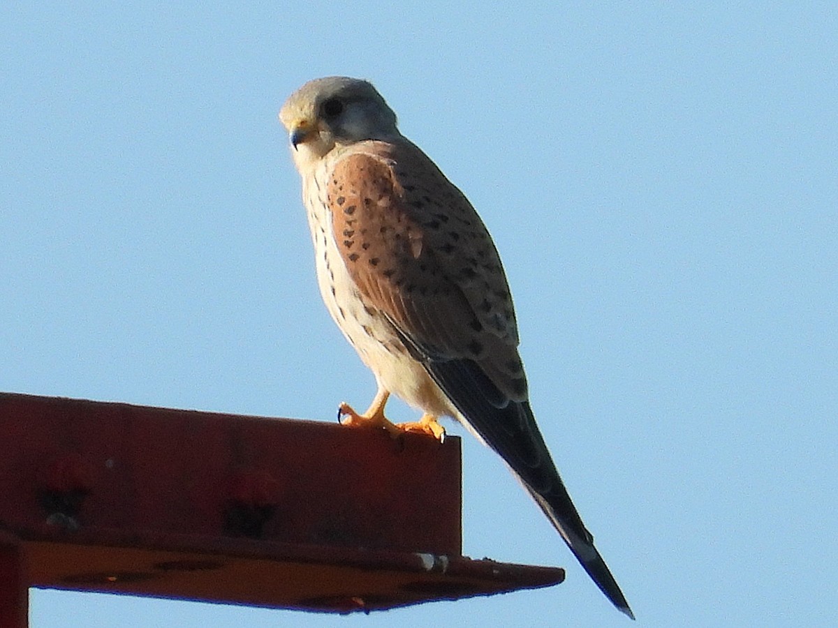 Eurasian Kestrel - ML643531936