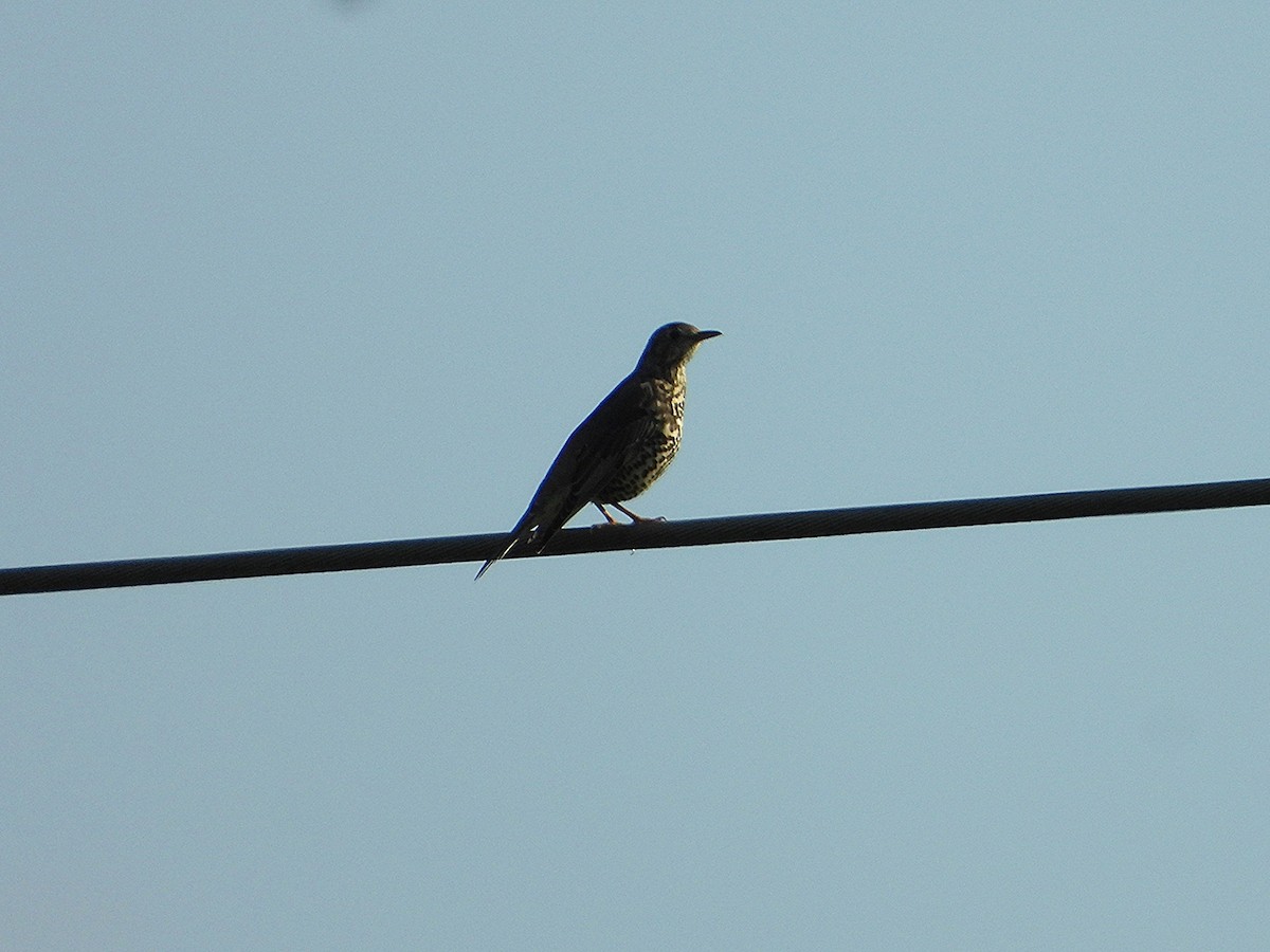 Mistle Thrush - ML643531944
