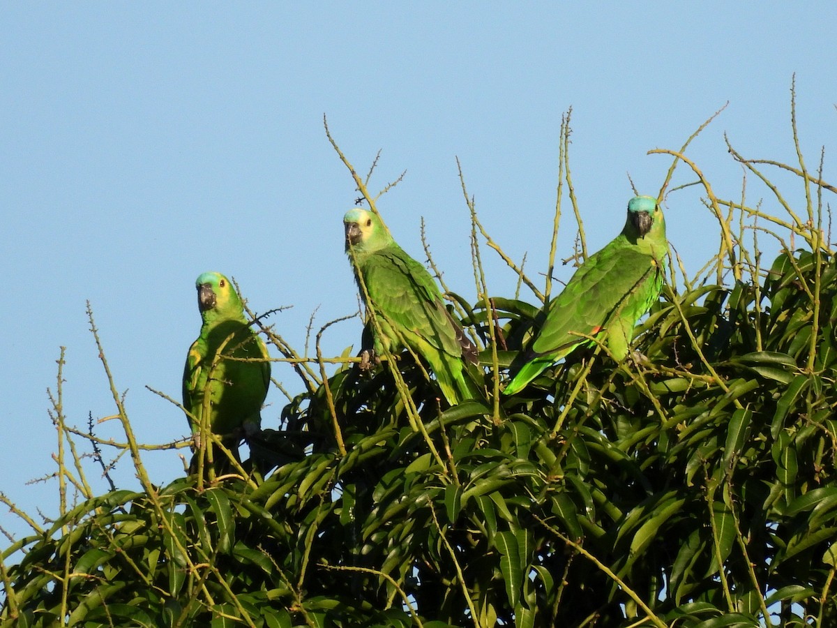 Amazona Frentiazul - ML643531977