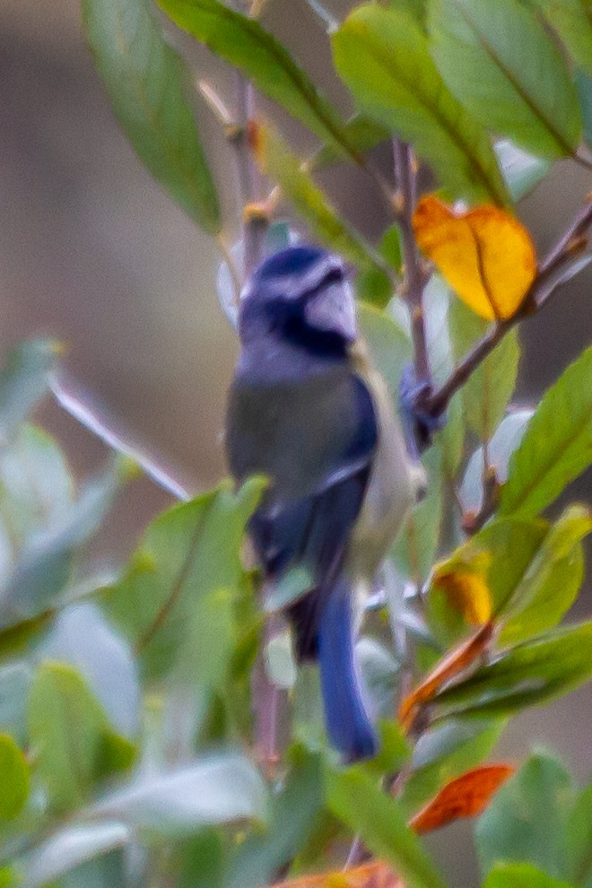 Eurasian Blue Tit - ML643531989