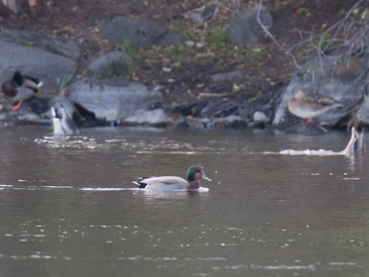 Gadwall x Mallard (hybrid) - ML643531993
