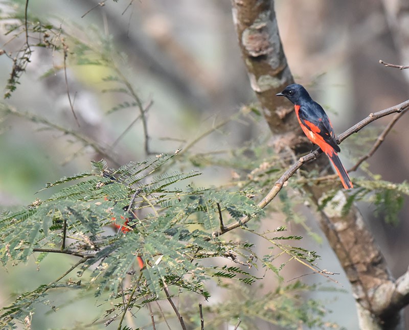 Long-tailed Minivet - ML643532001