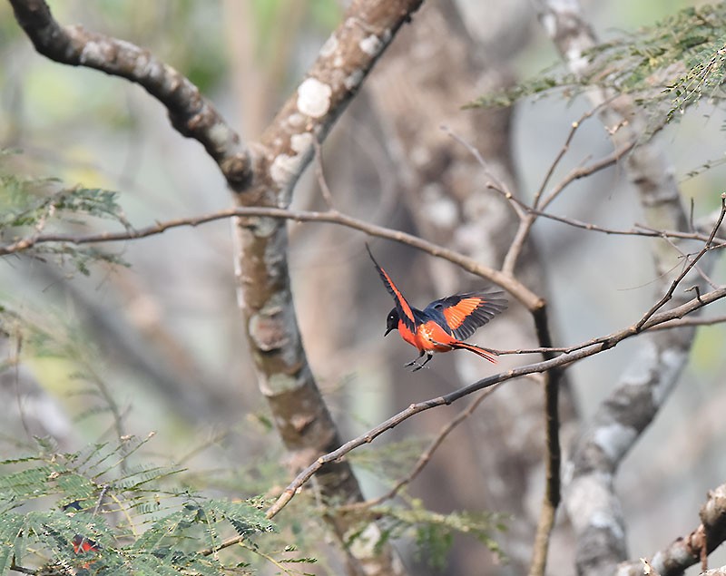 Long-tailed Minivet - ML643532002