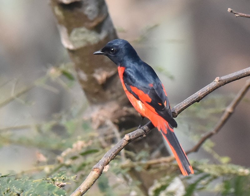 Long-tailed Minivet - ML643532003