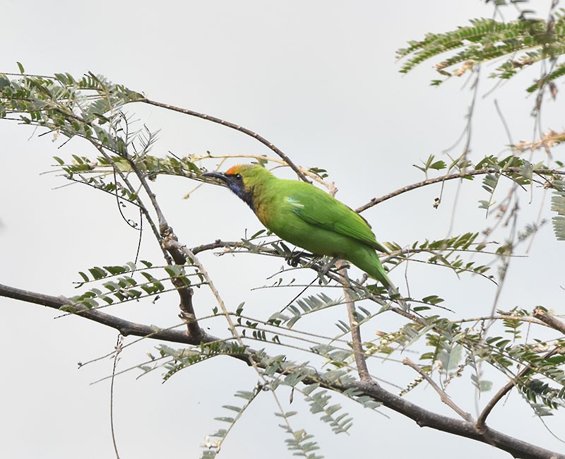 Golden-fronted Leafbird - ML643532004
