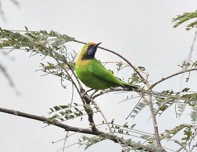 Golden-fronted Leafbird - ML643532005