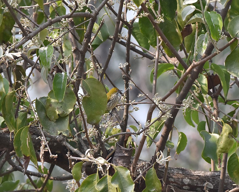 květozob prostý - ML643532007