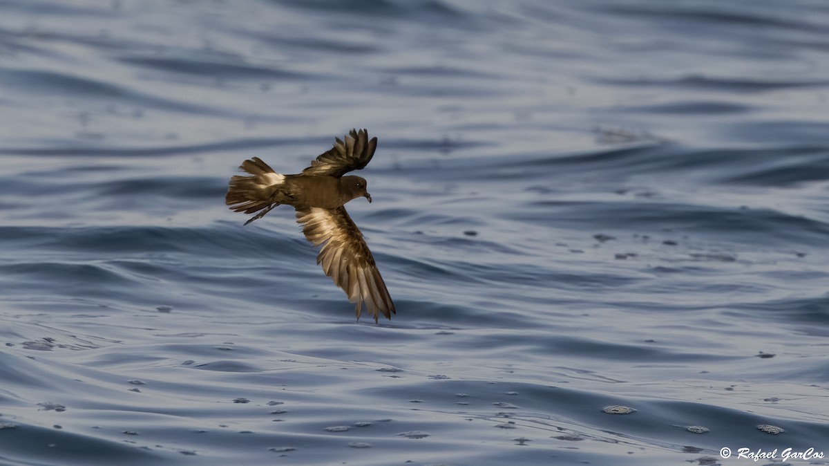 European Storm-Petrel - Rafael García