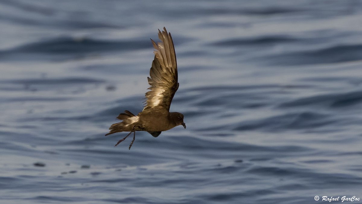 European Storm-Petrel - Rafael García