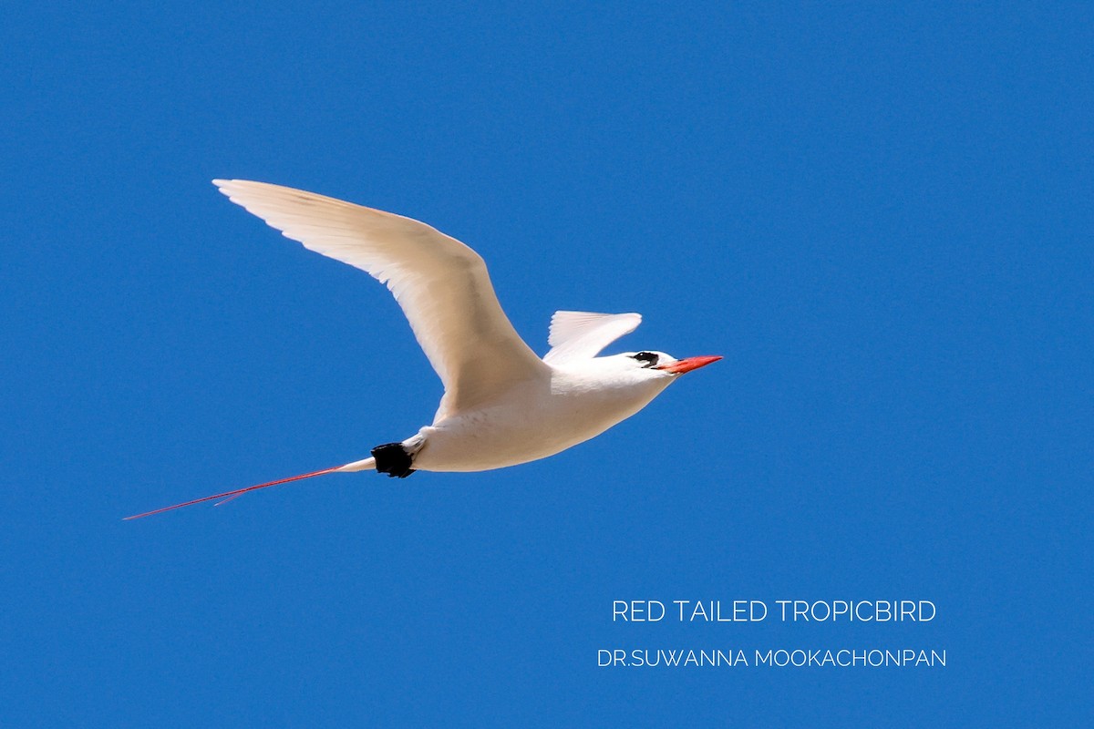 Red-tailed Tropicbird - ML643532022