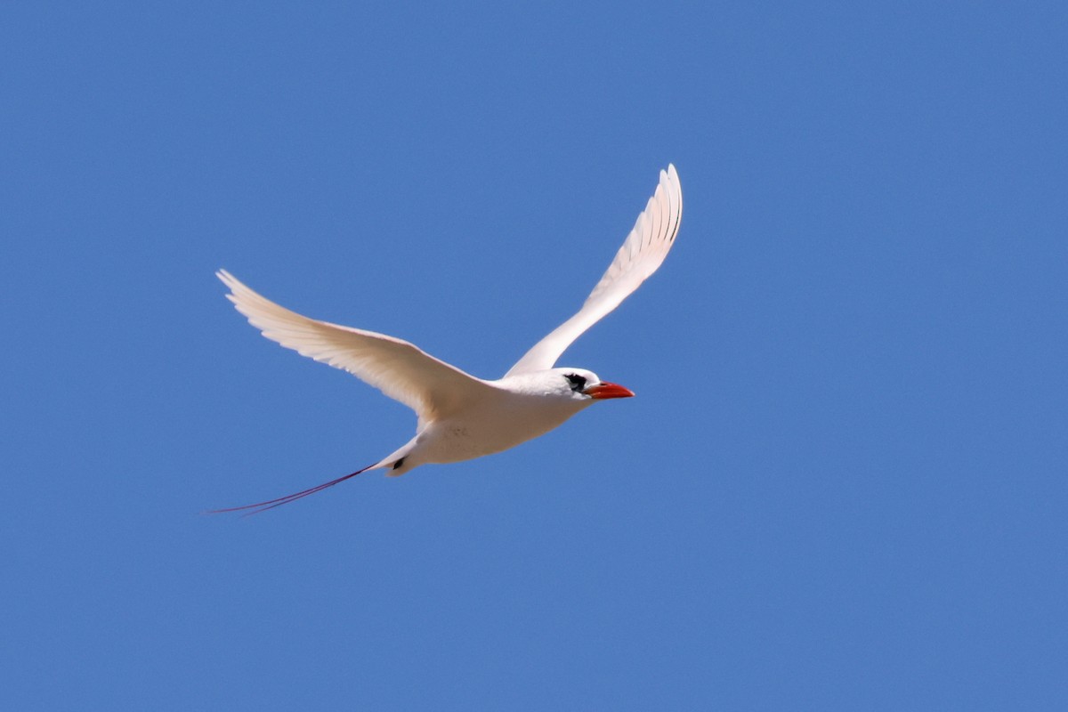 Red-tailed Tropicbird - ML643532023