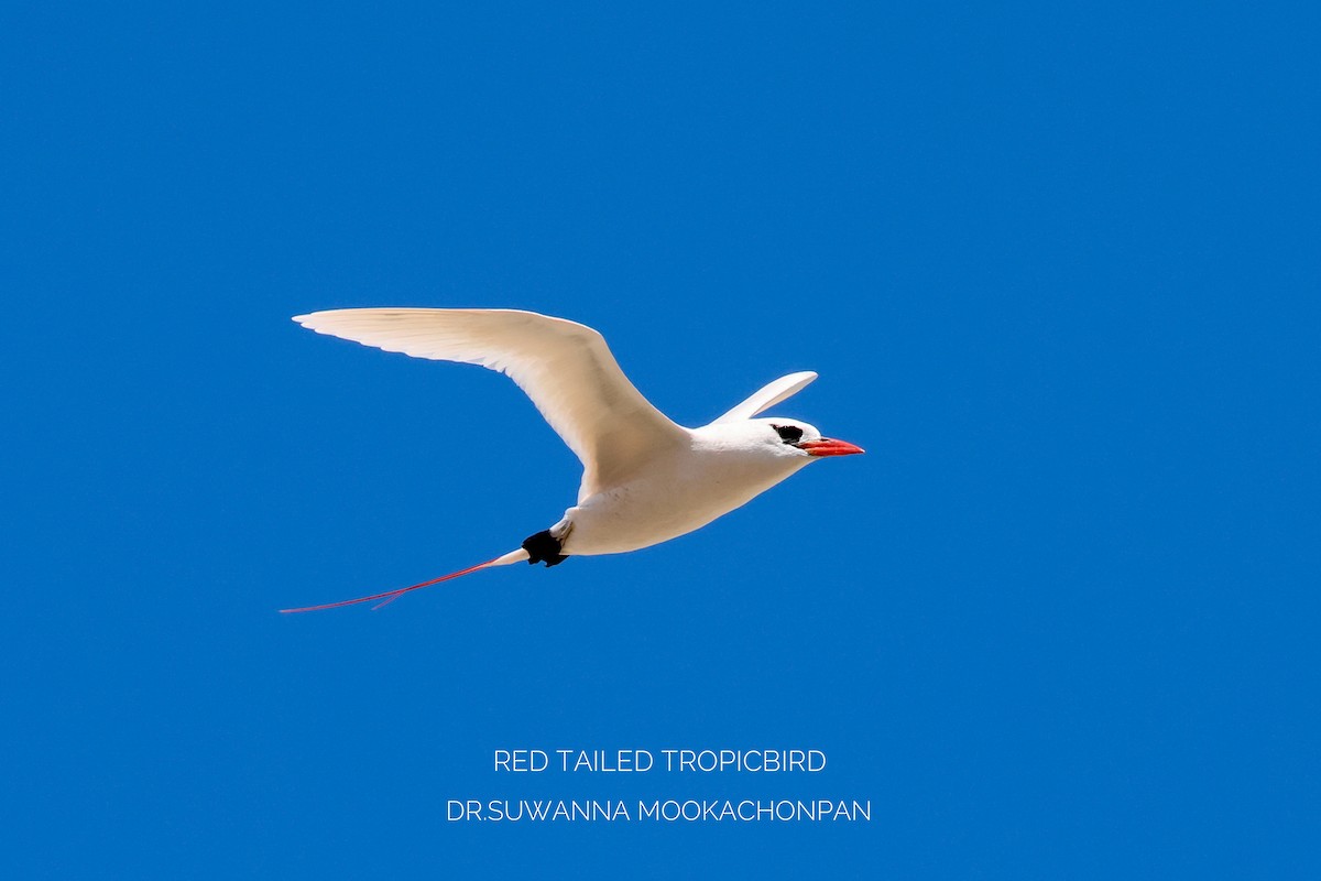 Red-tailed Tropicbird - ML643532024